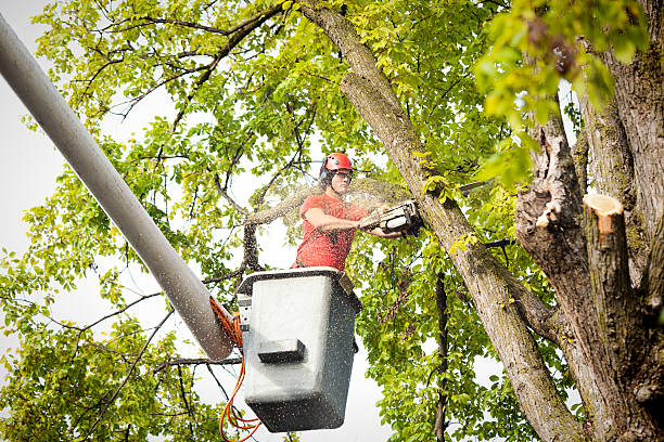 Dead Tree Removal in Wellford, SC